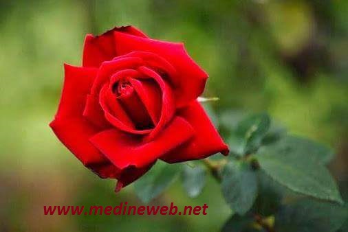 �sim:  18.jpg
G�r�nt�leme: 122
B�y�kl�k:  30,0 KB (Kilobyte)