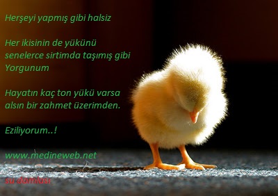 �sim:  yorgun.jpg
G�r�nt�leme: 111
B�y�kl�k:  37,8 KB (Kilobyte)
