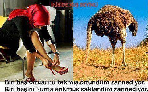 �sim:  ku� beyinli.jpg
G�r�nt�leme: 73
B�y�kl�k:  45,1 KB (Kilobyte)