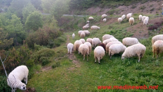 �sim:  DSC_0245.jpg
G�r�nt�leme: 199
B�y�kl�k:  87,7 KB (Kilobyte)