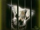 MUHAC�R. - ait Kullan�c� Resmi (Avatar)