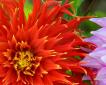 flower06 - ait Kullan�c� Resmi (Avatar)
