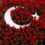 bambu_52 - ait Kullan�c� Resmi (Avatar)