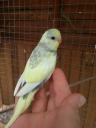 Furkan_0244 - ait Kullan�c� Resmi (Avatar)