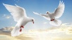 Sessiz Yolcu - ait Kullan�c� Resmi (Avatar)
